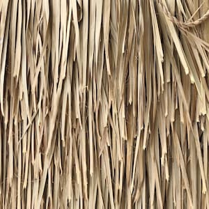 May include: Close-up of a woven wall made of dried, light brown palm leaves. The leaves are arranged vertically and create a textured, natural pattern.
