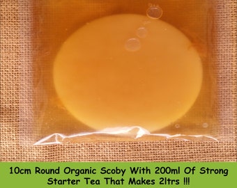 Kombucha Organic Scoby, 200ml Of Starter Tea Liquid And Step By Step Instructions Free Delivery !!