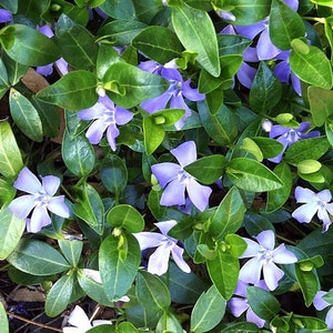20 Live Bare Root Periwinkle Plants Vinca Minor (Creeping Myrtle) Evergreen Perennial Groundcover