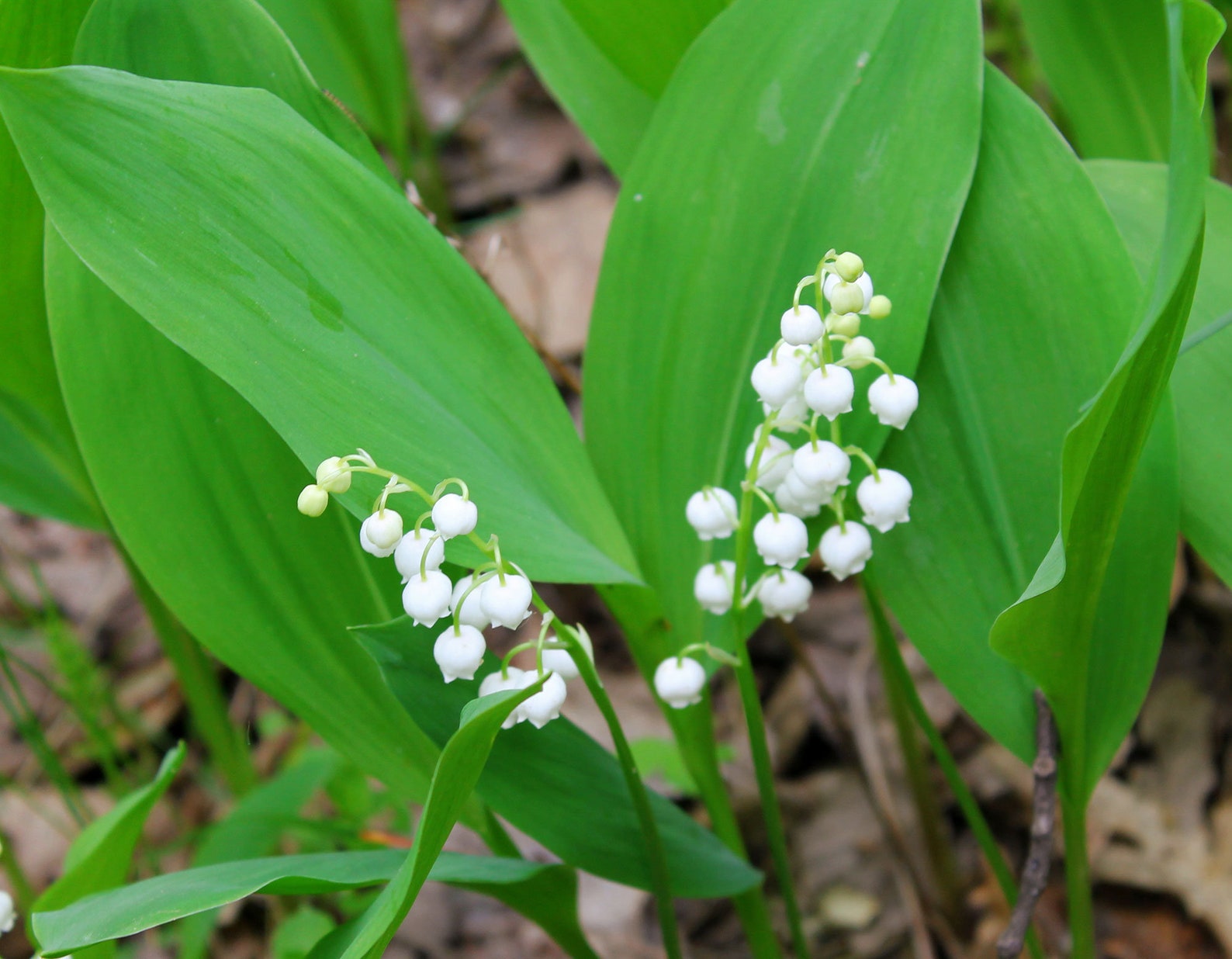 Sword of convallaria guide. Sword of convallaria guide
