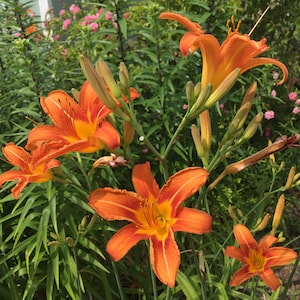 Tawny Daylily (Hemerocallis Fulva) Original Orange Daylily 16 Live Bare Root Plants