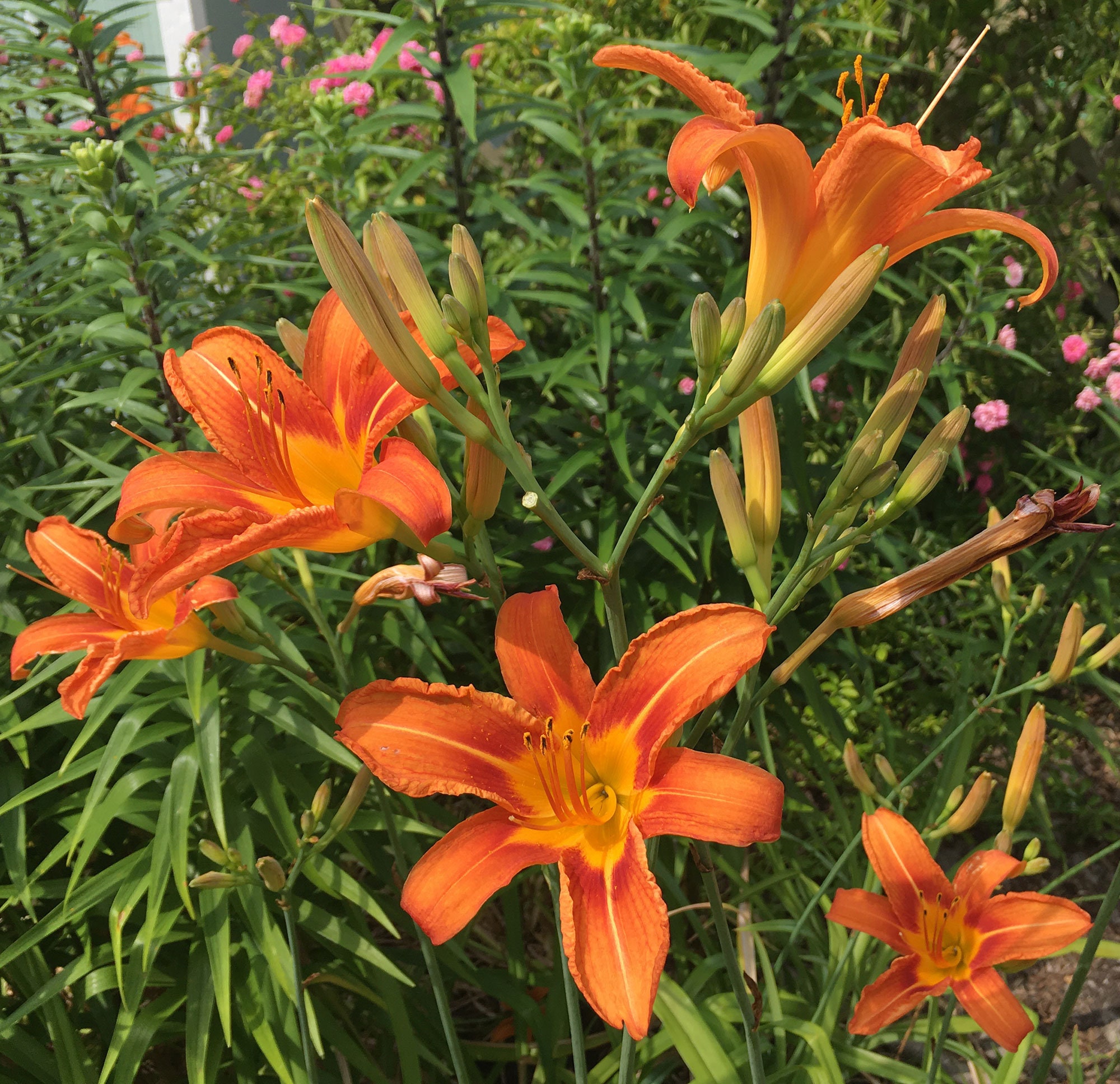 Tawny Daylily Hemerocallis Fulva Original Orange Daylily Etsy