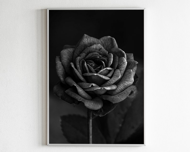 Black Rose Print Black Rose Wall Art Black Rose Wall Decor Etsy