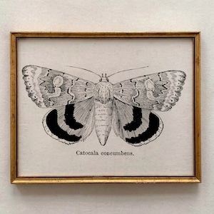 Antique Butterfly Art Print,Victorian Art,Antique Prints,Nature Print,Natural History Art,Butterfly Decor,Home Decor,Garden Wall Art Print