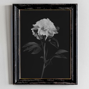 Dark Academia Decor, Moody Floral Wall Art, Vintage Oil Painting, Light Academia Decor, Black and White Peony Print, Digital Download