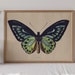 see more listings in the Butterfly Wall Art section