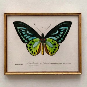 Antique Butterfly Art Print,Victorian Art,Antique Prints,Nature Print,Natural History Art,Butterfly Decor,Home Decor,Garden Wall Art Print