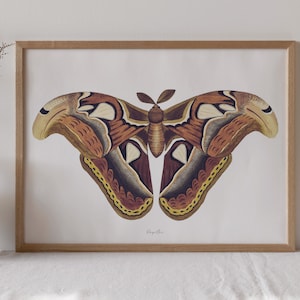 Vintage Butterfly Print, Moth Instant Download, Monarch Butterfly Vintage Poster, Insect Ink Sketch Minimalist Printable Wall Art, Digital