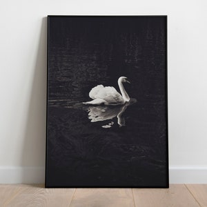 Dark Academia Decor, Swan Print, Swan Wall Art, Printable Art, Black and White Photo, Animal Decor, Living Room Poster, Minimalist Print