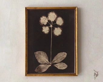 May include: A framed black and white photograph of a pressed flower with white petals and green leaves.
