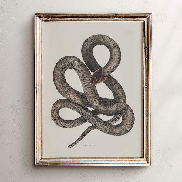 Snake Illustration, Reptile Lover Gift, Animal Biology Art, Gothic Home Print, Wall Decor, Poisonous, Victorian, Modern Southwest, Science