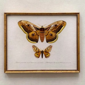 Antique Butterfly Art Print,Victorian Art,Antique Prints,Nature Print,Natural History Art,Butterfly Decor,Home Decor,Garden Wall Art Print