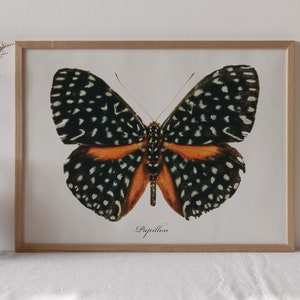 Vintage Butterfly Illustration Art Print: Papillon Poster (Digital Download)