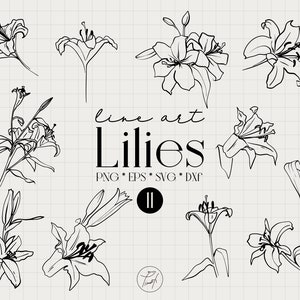 Lily flower clip art, Lily svg one line drawing, spring flowers svg,  popular svg files for cricut commercial license Png, Eps, Dxf