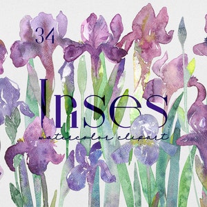 Iris watercolor clipart, Summer clipart, watercolor clipart, Nautical clip art, Commercial use