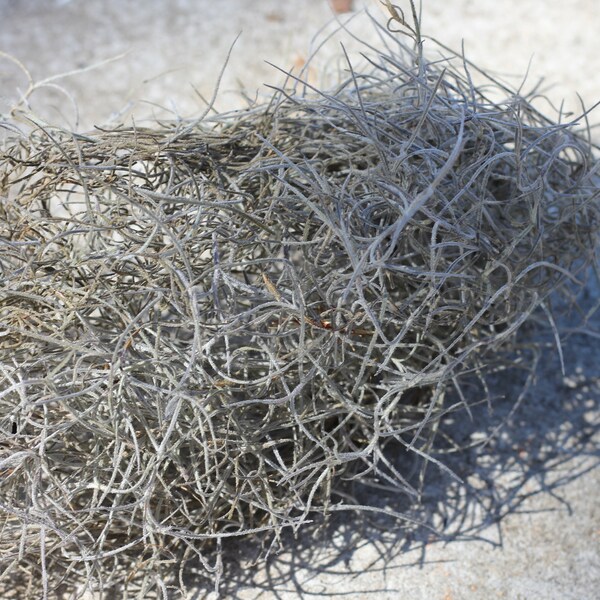 Spanish Moss Etsy