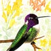 see more listings in the Watercolor Bird Prints section