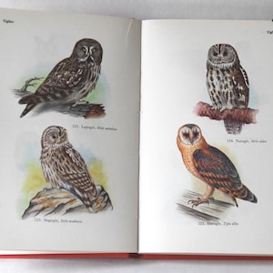 Libro Vintage Bird, guida anni '60. Uccelli scandinavi nella natura selvaggia. Bellissime illustrazioni a colori. Regalo per artisti - Idea regalo creativa