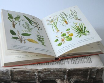 120 枚以上のカラーイラストが入ったヴィンテージ植物図鑑、コラージュ