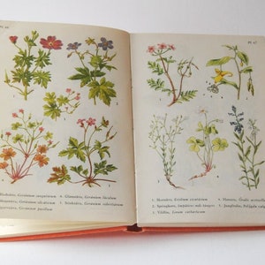 Vintage Flower book 1960s guide. Scandinavian Nature Book. Lovely color illustrations. Gift for artist Creative gift image 6