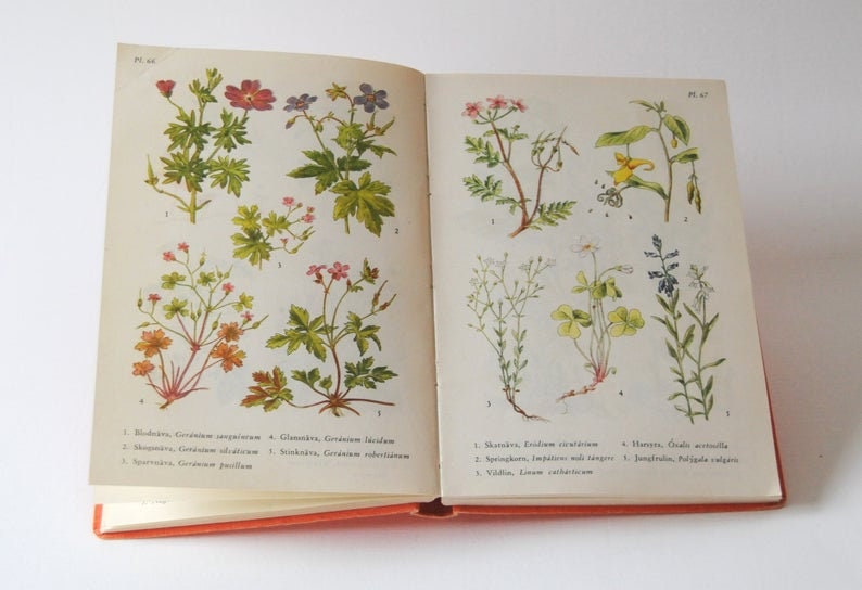 Vintage Flower book 1960s guide. Scandinavian Nature Book. Lovely color illustrations. Gift for artist Creative gift image 6