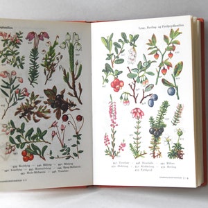 Vintage Flower book 1960s guide. Scandinavian Nature Book. Lovely color illustrations. Gift for artist Creative gift image 3