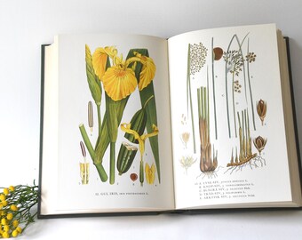 ヴィンテージの花図鑑。1960年代のガイドブック。スカンジナビアの自然