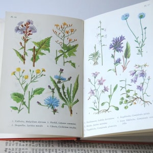 Libro de flora vintage con más de 120 ilustraciones a color, guía de campo de flores con plantas silvestres para collage, enmarcado y diario basura.