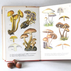 Motivi a fungo. Libro botanico illustrato d'epoca con funghi. Libro botanico