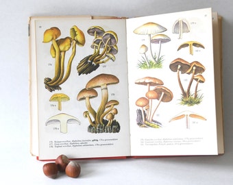 Mushroom Motifs. Vintage Illustrated Botanical Book with Mushrooms. Botanical cottagecore book