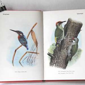 Libro Vintage Birds, guida anni '60. Scandinavian Nature Book. Bellissime illustrazioni a colori. Regalo per artista - Idea regalo creativa