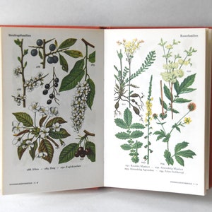 Vintage Flower book 1960s guide. Scandinavian Nature Book. Lovely color illustrations. Gift for artist Creative gift image 4