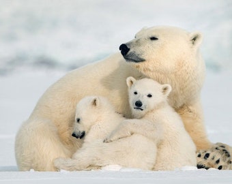 アラビア　Polar bear フィギュリン　Father 艶なし アラビア Polar bear フィギュリン Father 艶なし 彫刻・オブジェ