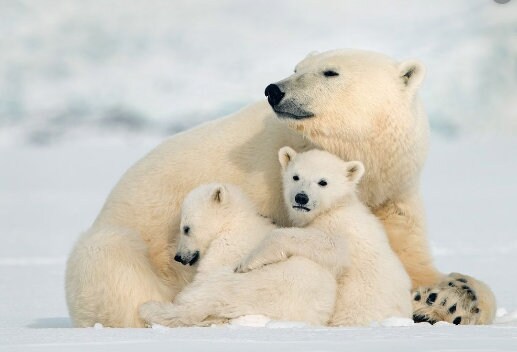 ARABIA Polar Bear フィギュリン　艶あり Arabia Finland. Polar Bear by Richard Lindh. White Modernist