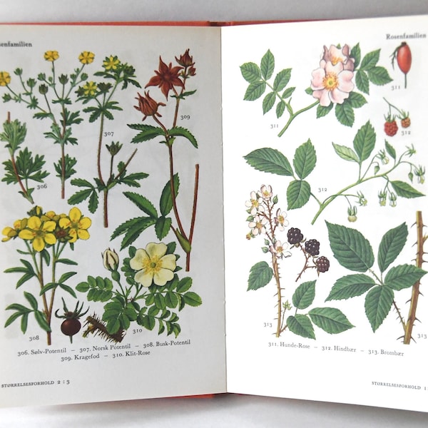 Guía vintage de flores de los años 60. Libro de naturaleza escandinava. Preciosas ilustraciones a color. Regalo para artistas. Regalo creativo.