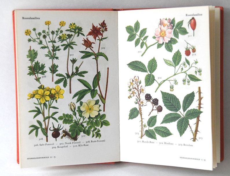 Vintage Flower book 1960s guide. Scandinavian Nature Book. Lovely color illustrations. Gift for artist Creative gift image 1