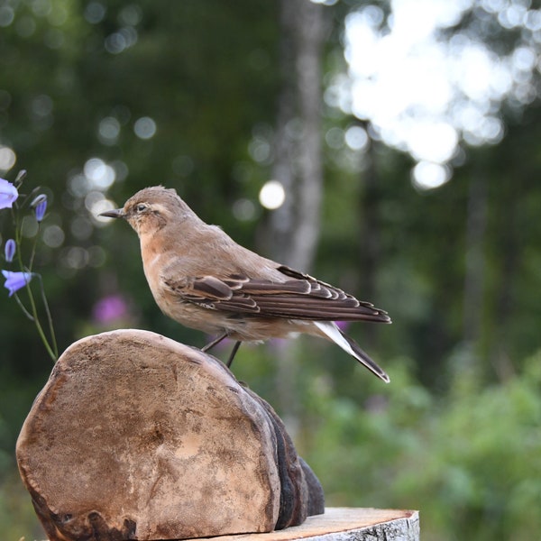 Moucherolle suédois. Taxidermie antique. Oiseau empaillé monté sur un champignon Tinder. décoration intérieure - Oiseau de collection