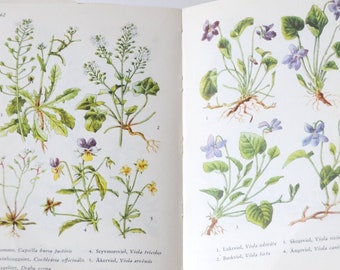 28③1966年ドイツElsa Flesko植物図鑑　植物画　ジャンクジャーナル Amazon.co.jp: Elsa Flesko 植物図鑑 Blumen fibel 1966 ボタニカル
