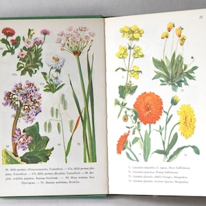 1960 年代の花の本ガイド。スカンジナビアの自然。庭の花の美しいカラーイラスト。クリエイティブな人へのビンテージギフト