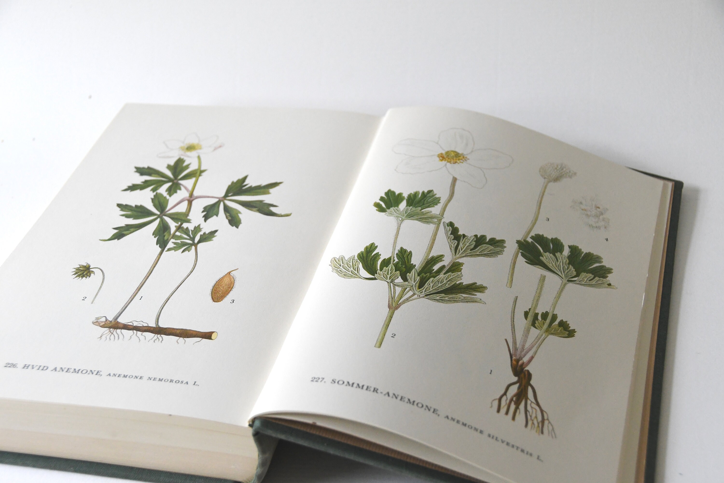 ヴィンテージの花図鑑。1960年代のガイドブック。スカンジナビアの自然