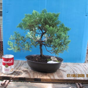 May include: A green juniper bonsai tree with a dark brown trunk planted in a dark oval ceramic pot. Next to the pot sits a red and white Campbell's Cream of Chicken soup can for scale. The tree features dense, needle-like foliage and branches.