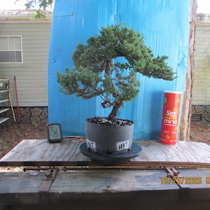 May include: A green juniper bonsai tree with a textured, winding trunk planted in a dark grey cylindrical pot. The pot features white labels with the text HBT on both sides. A small digital hygrometer and a red Sun Chips Minis container are nearby.