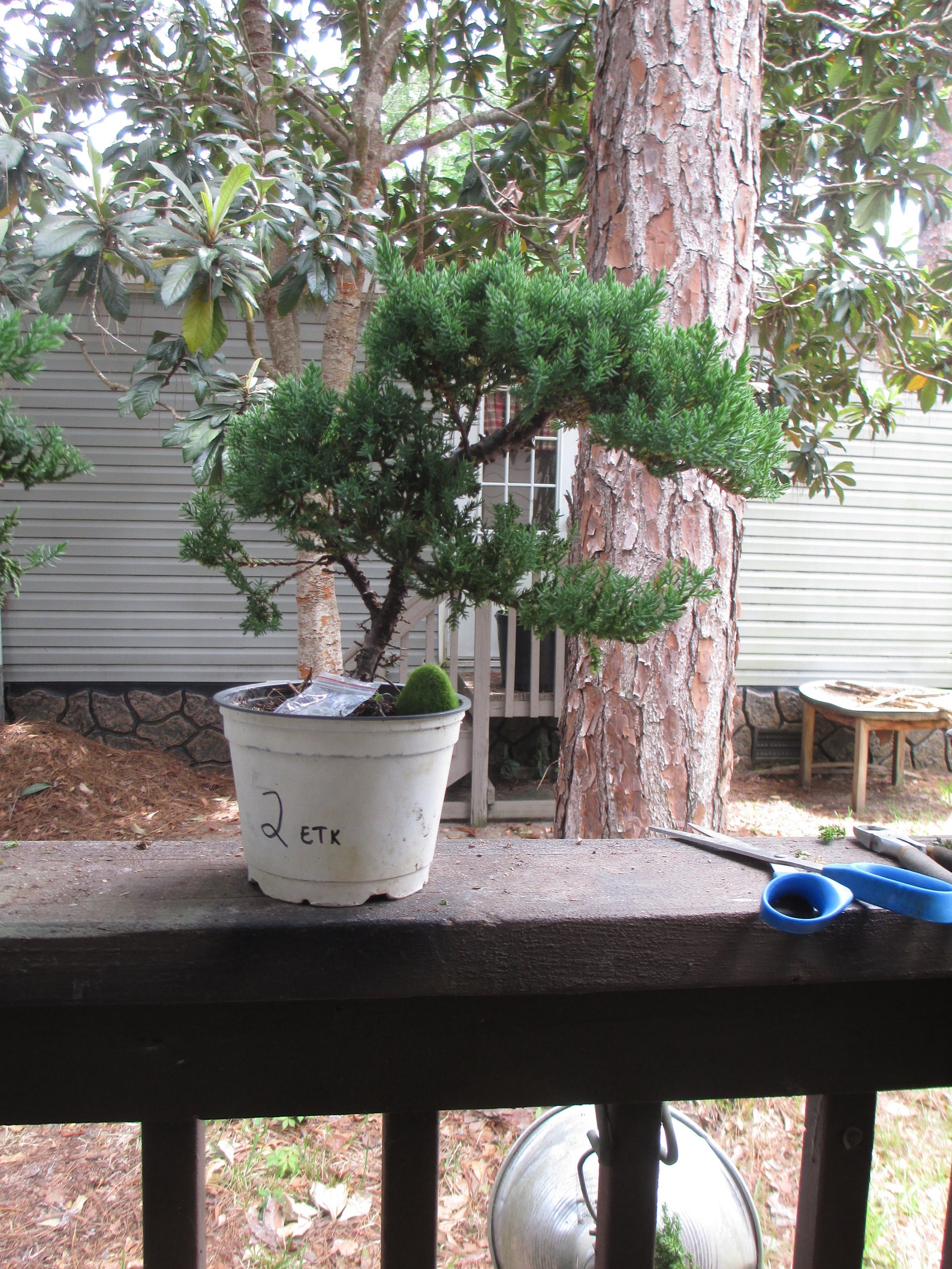 SPÉCIMEN BONSAï Arbres En 5 Cultiver des pots prêts pour Etsy