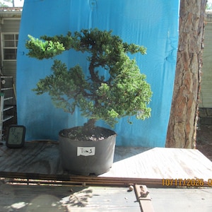 May include: A juniper bonsai tree with dense green foliage and a dark, textured trunk, planted in a round black plastic nursery pot. A white label with the handwritten text "Tim 1" is attached to the front of the pot.
