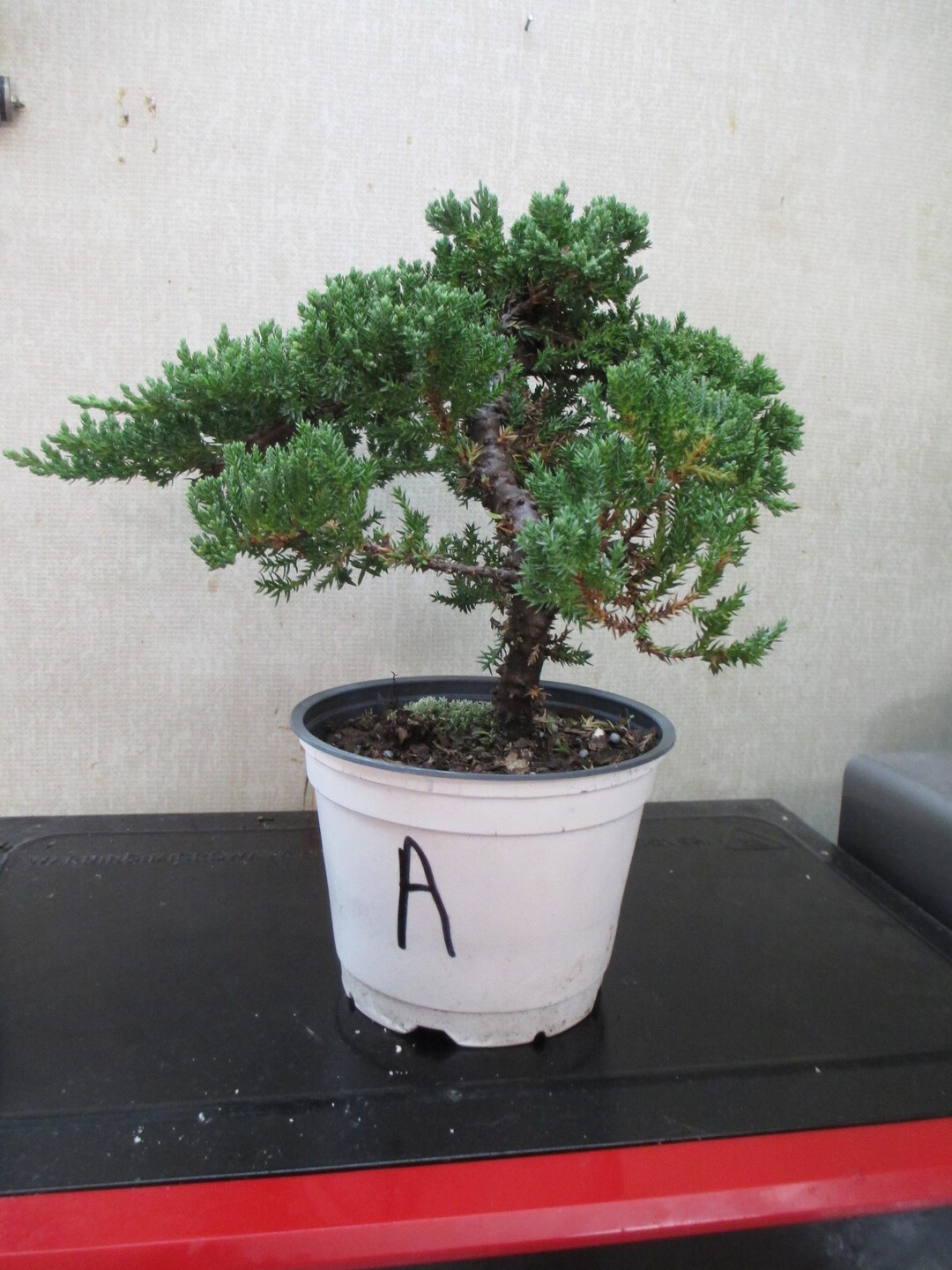 WINDSWEPT Bonsai Tree Juniper Procumbens Nana in 5 Grow Etsy