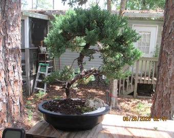Bonsai Tree Juniper Procumbens Nana in Bonsai Pot 13INCH OVAL/T