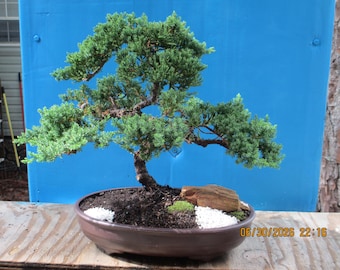 Bonsai Tree Juniper Procumbens Nana in 13" OVAL BONSAI Pot