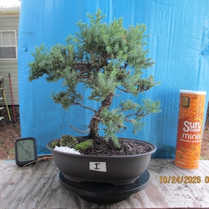 May include: A juniper bonsai tree with green foliage and a textured brown trunk, planted in a dark oval ceramic pot. A small white label with the letter I is attached to the front of the pot, which sits on a black rotating base.