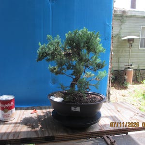 May include: A green juniper bonsai tree with a textured brown trunk planted in a dark oval ceramic pot. A white label with the letter I is attached to the front of the pot. A red and white Campbell's Cream of Chicken soup can sits nearby.