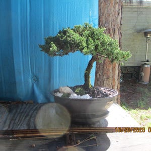 May include: A small green juniper bonsai tree with a curved trunk planted in a dark gray round ceramic pot. The soil surface is decorated with white gravel and a small light-colored stone. The date 10/20/2026 02:21 is visible in the corner.